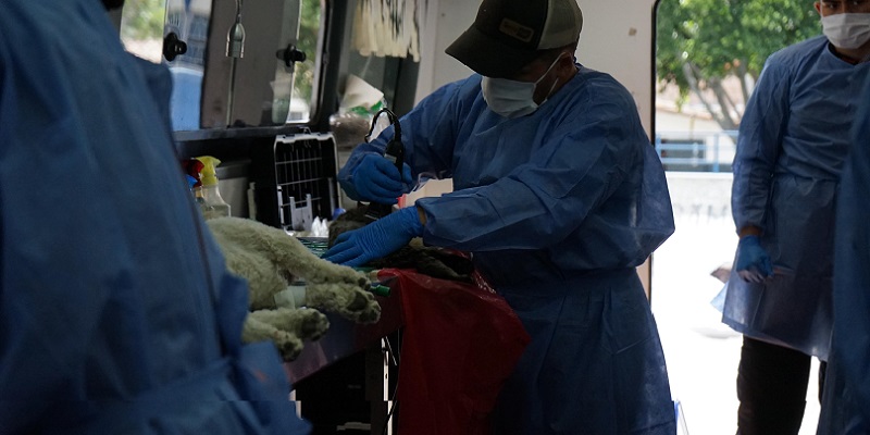 Como parte de la gira ‘Nos comprometemos a:’ en Simijaca se esterilizaron 94 animales y se incentivó la adopción responsable