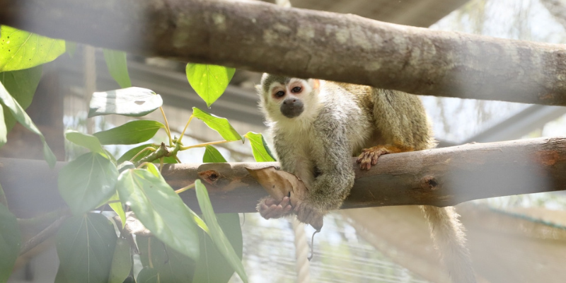 Gobernación de Cundinamarca invita a denunciar el tráfico ilegal de flora y fauna silvestre, durante la temporada navideña 
