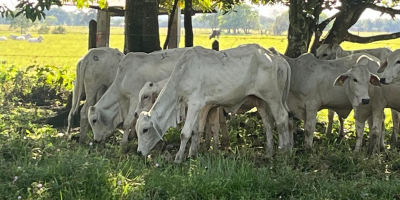 Cundinamarca le apuesta a la ganadería sostenible
