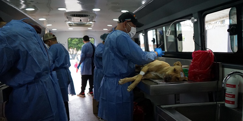 Como parte de la gira ‘Nos comprometemos a:’ en Simijaca se esterilizaron 94 animales y se incentivó la adopción responsable