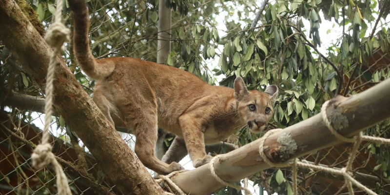Gobernación de Cundinamarca invita a denunciar el tráfico ilegal de flora y fauna silvestre, durante la temporada navideña 