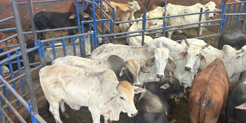 Gobernación refuerza control al impuesto del degüello para frenar la evasión tributaria en Cundinamarca