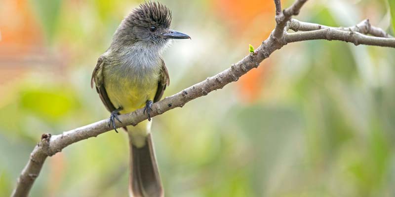 Abierta convocatoria para el fomento de la observación de aves y el aviturismo en Cundinamarca


























































