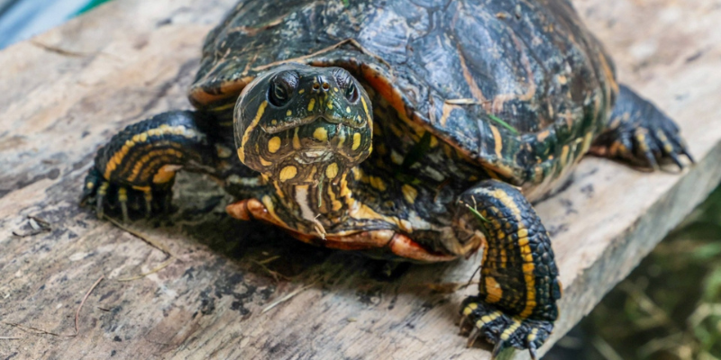 Gobernación de Cundinamarca invita a denunciar el tráfico ilegal de flora y fauna silvestre, durante la temporada navideña 