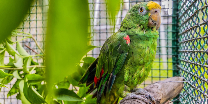 Gobernación de Cundinamarca invita a denunciar el tráfico ilegal de flora y fauna silvestre, durante la temporada navideña 