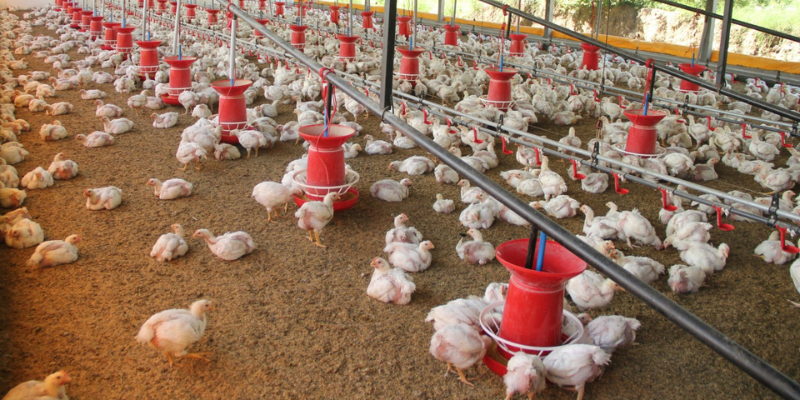 Ministerio de Agricultura comprará más de 4 millones de huevos a pequeños productores de Oriente de Cundinamarca