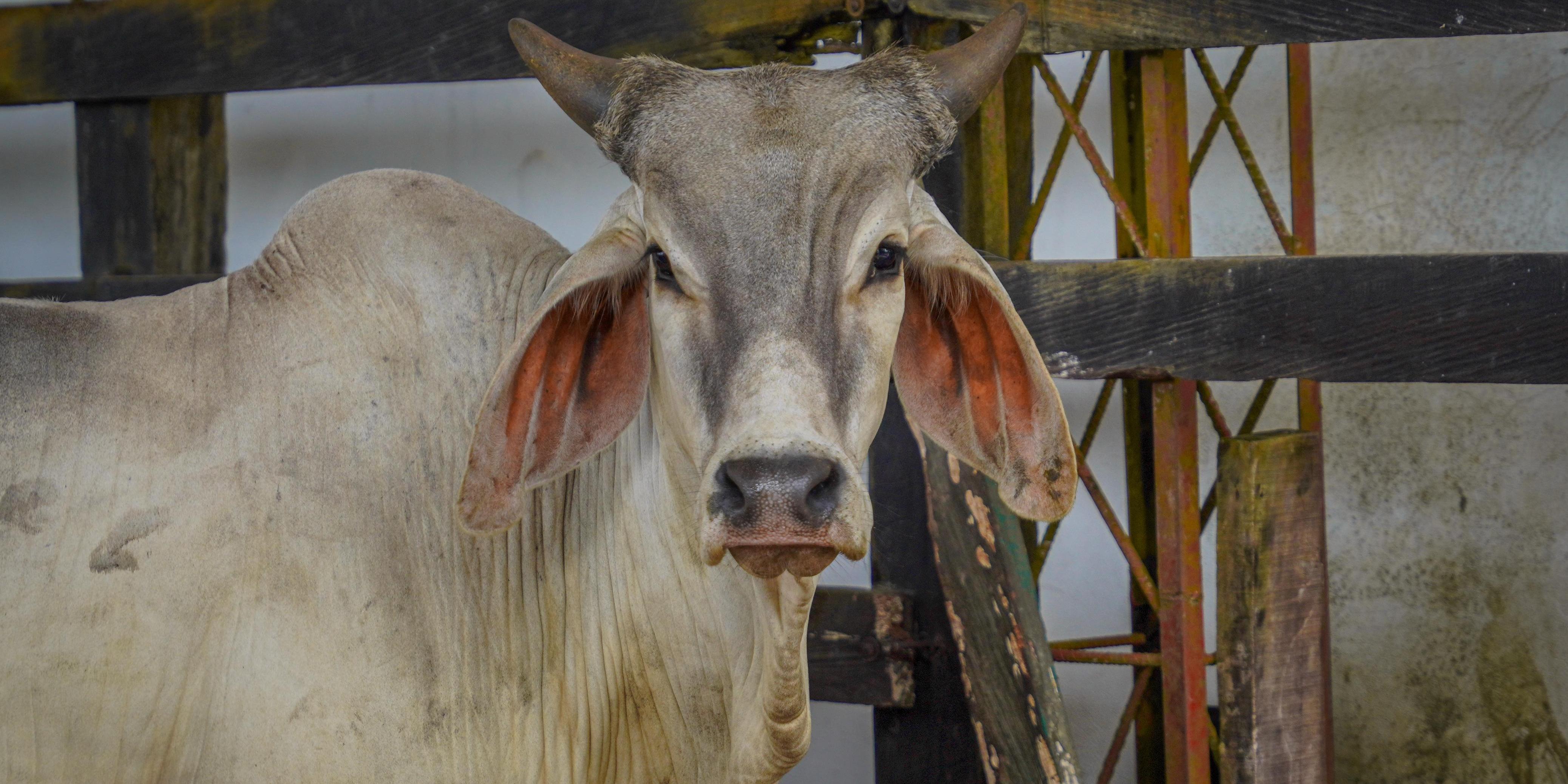 Gobernación de Cundinamarca impulsa la producción ganadera con entrega de ejemplares bovinos

