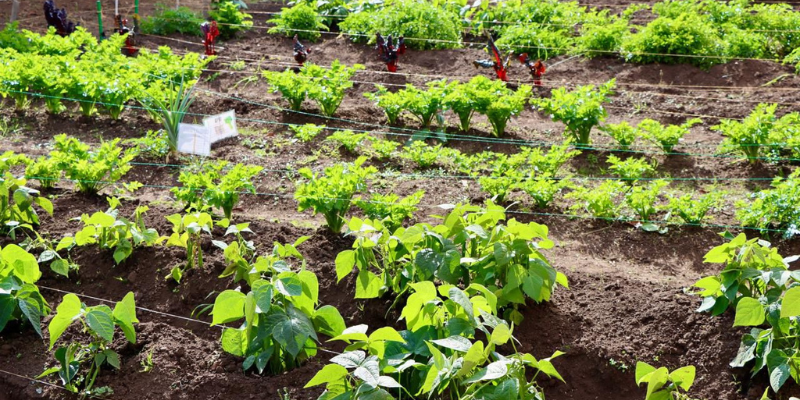 Beneficencia de Cundinamarca sembró más de 90 árboles en predio rural de Sibaté como parte de estrategia ambiental y productiva

