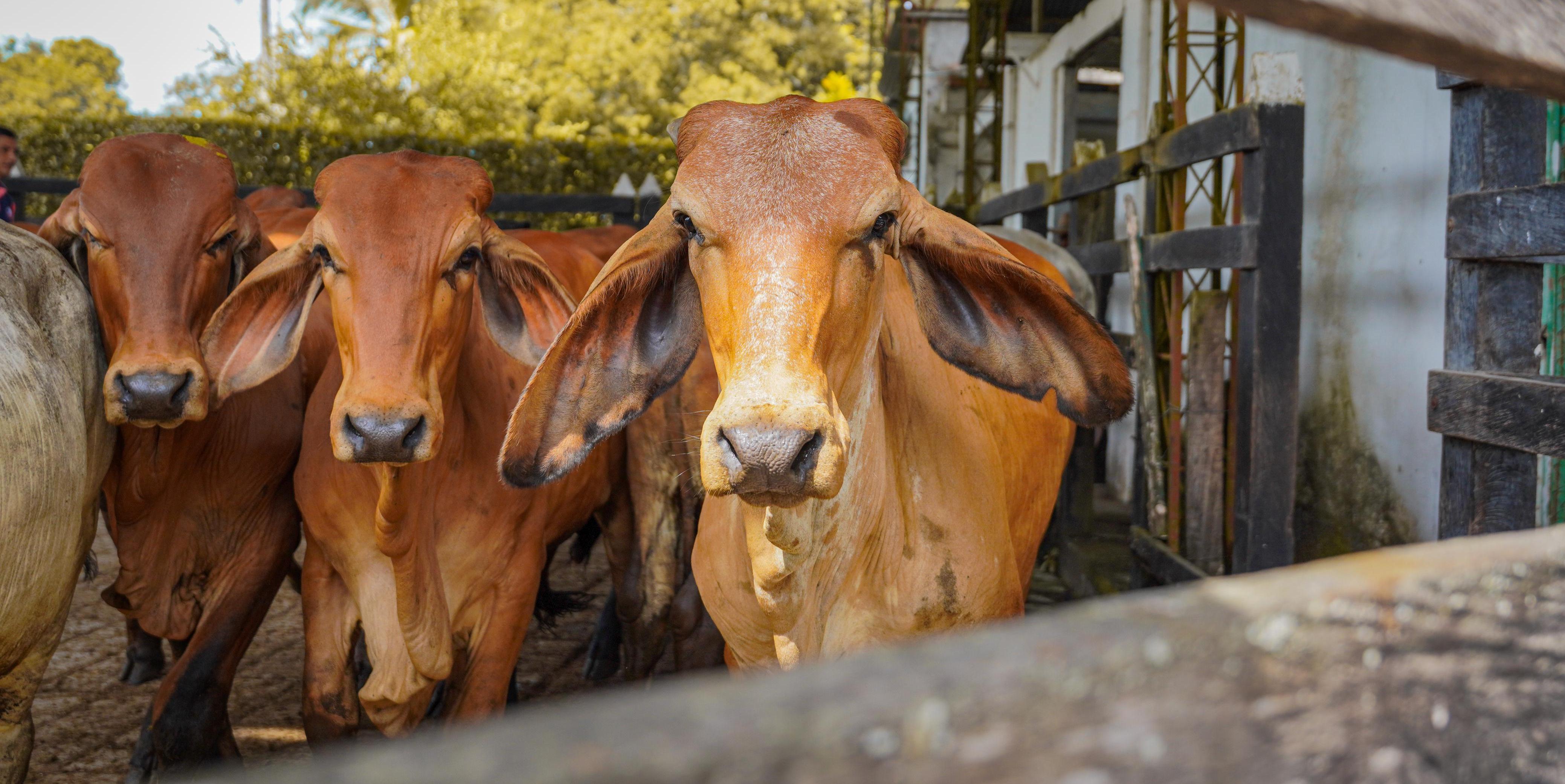 Más de $8.900 millones para impulsar la ganadería en Cundinamarca


