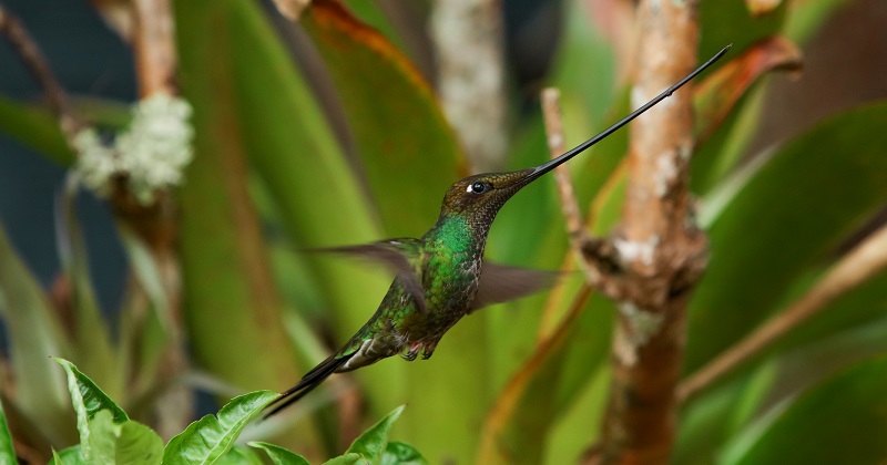 La belleza de los colibríes llega con Quynza Magia Ancestral
