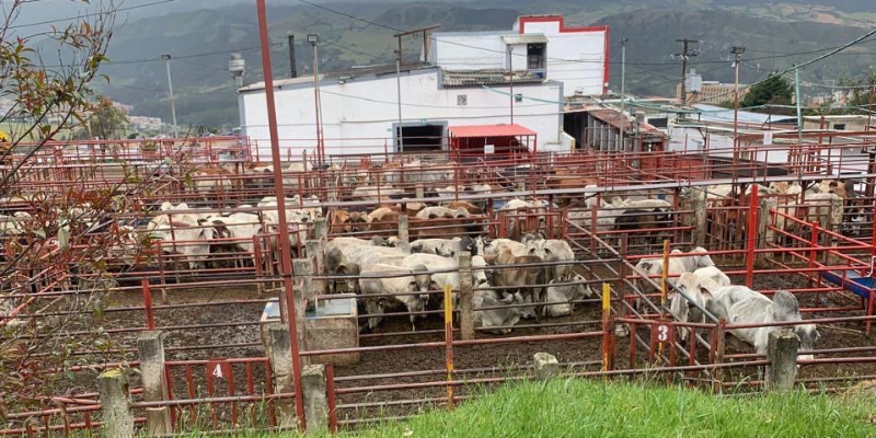 Gobernación refuerza control al impuesto del degüello para frenar la evasión tributaria en Cundinamarca