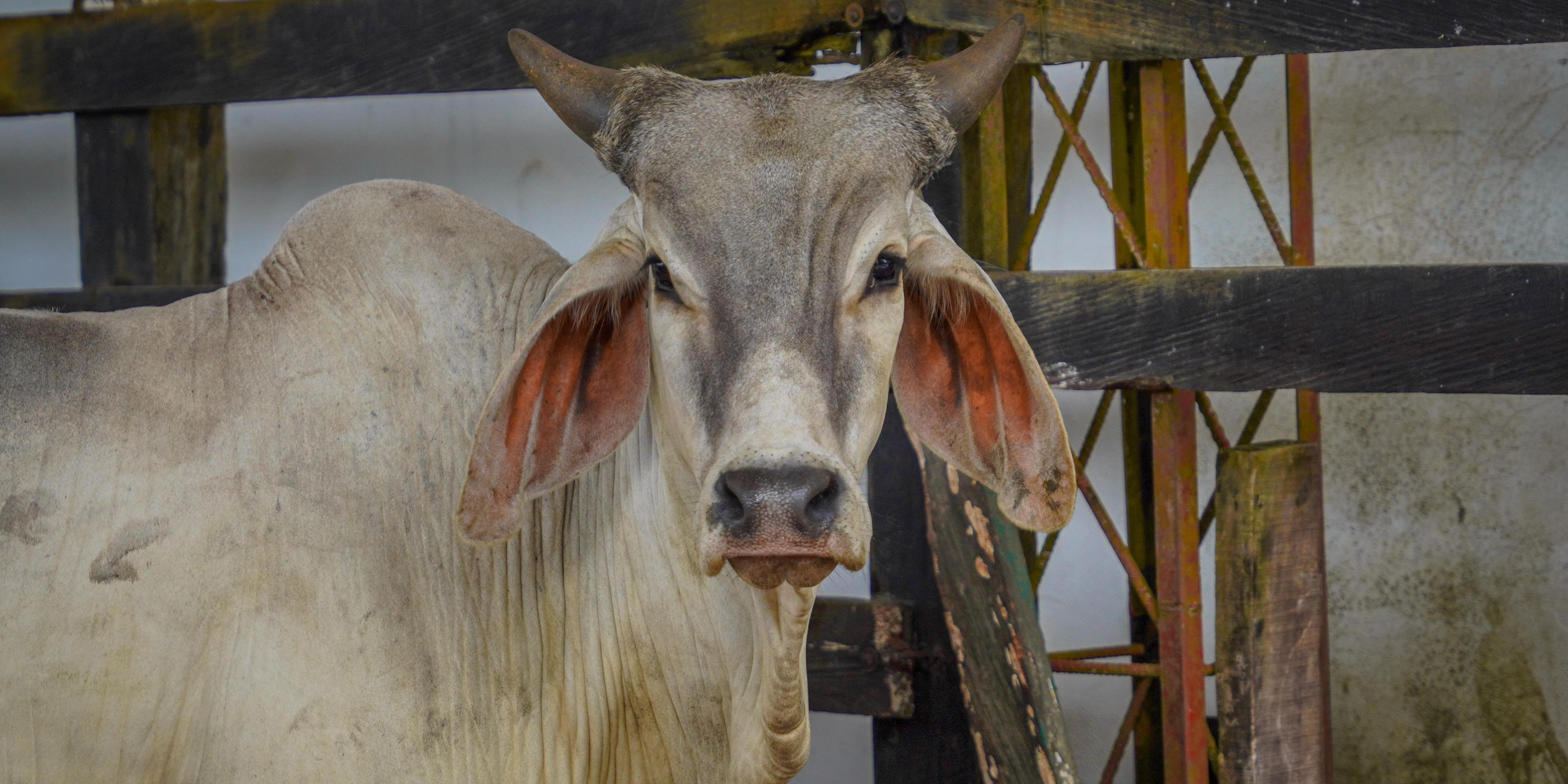 Más de $8.900 millones para impulsar la ganadería en Cundinamarca


